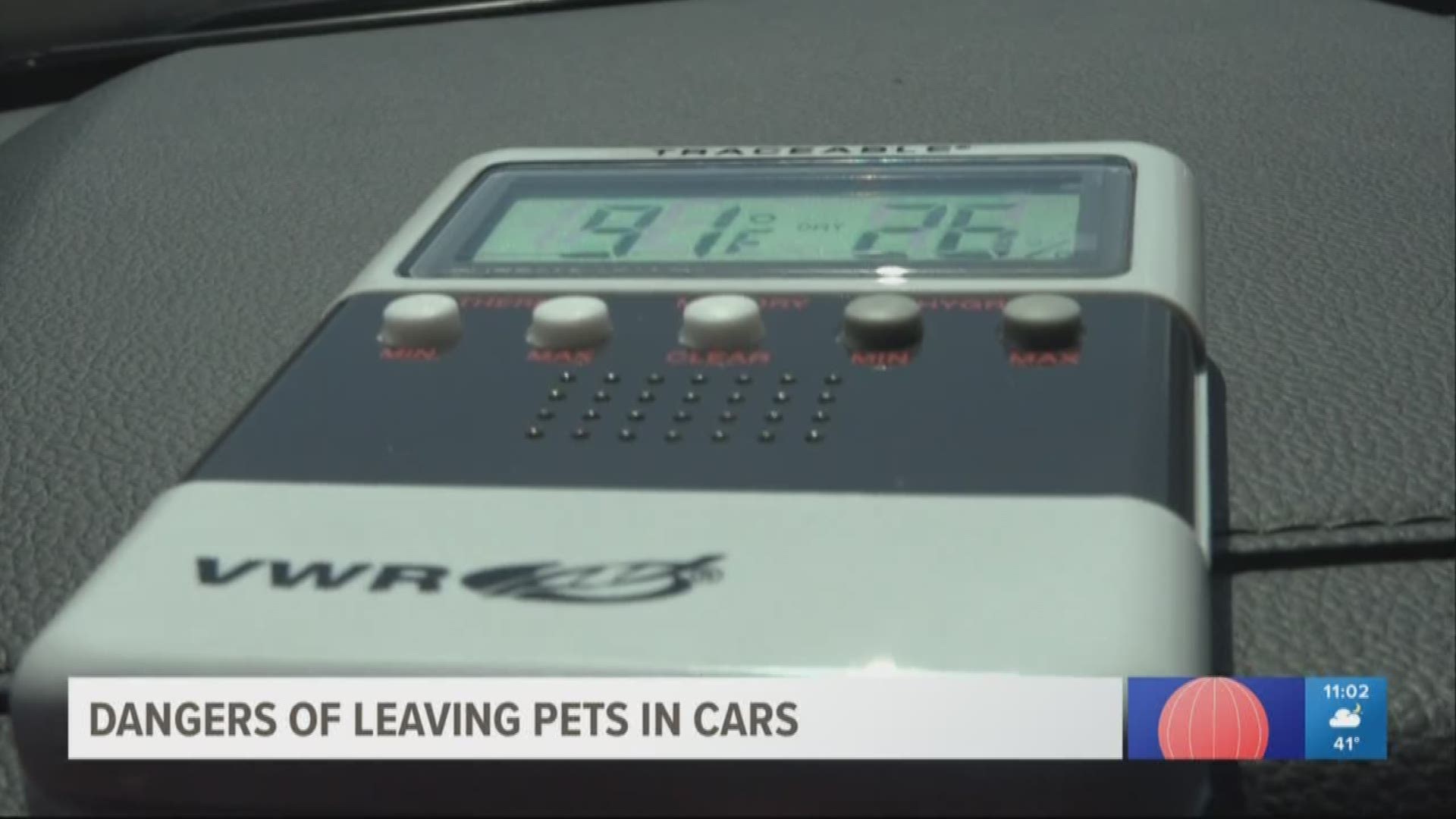 The dangers of leaving pets in cars