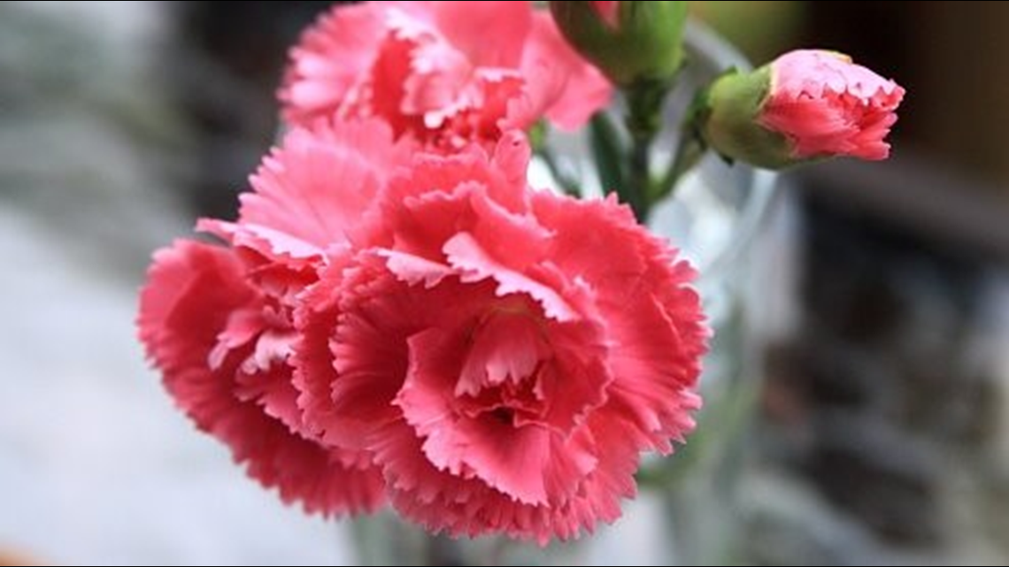 Making A Comeback: The Carnation