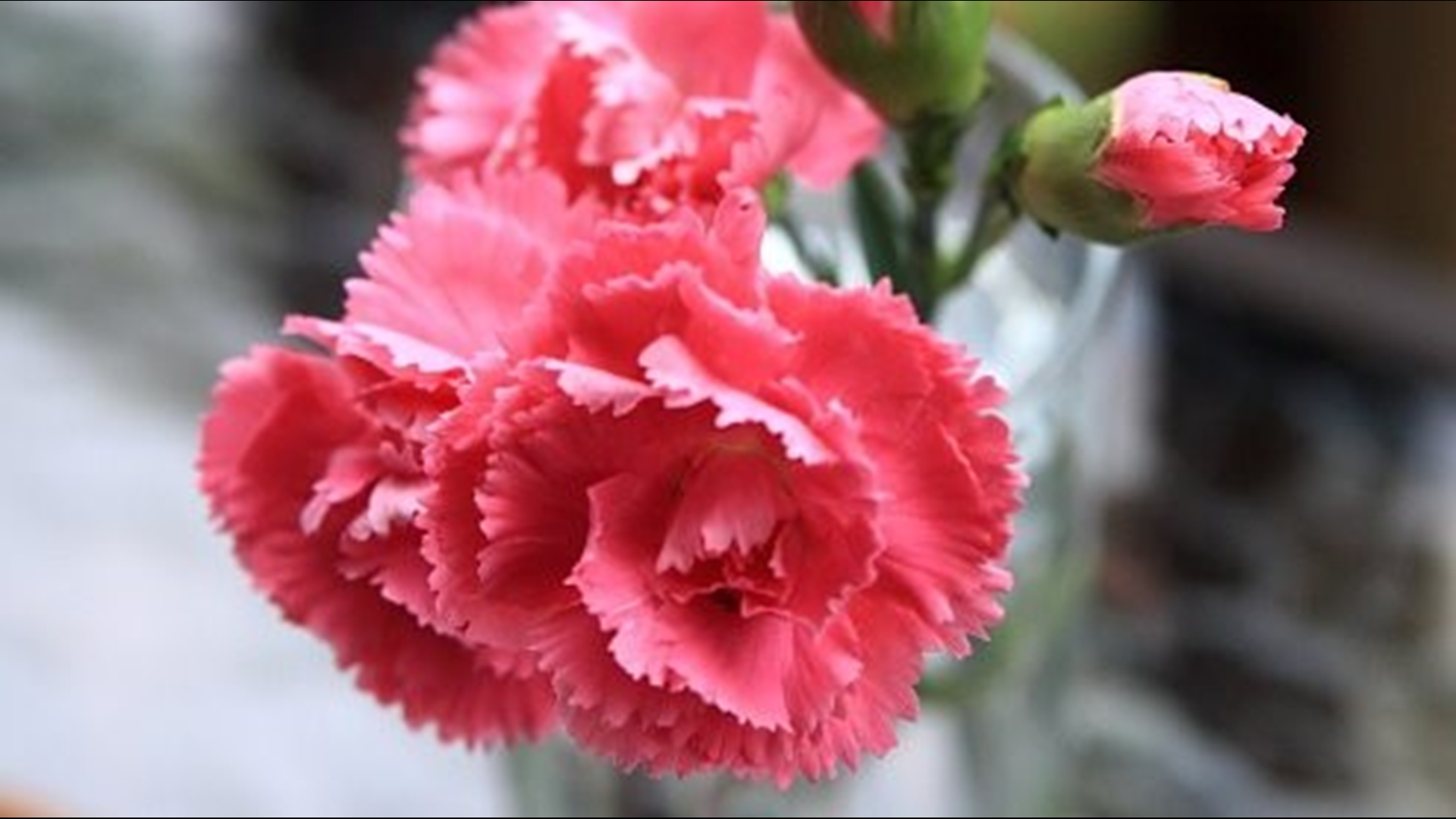 Carnations are making a comeback in popularity. The traditional flowers are popular with Millennials and Generation Z, so we J Schwanke from uBloom.com to give us the all the details!