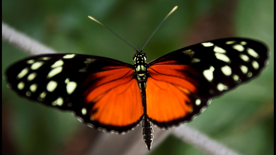 Butterfly exhibit at Meijer Gardens opens this weekend | wzzm13.com