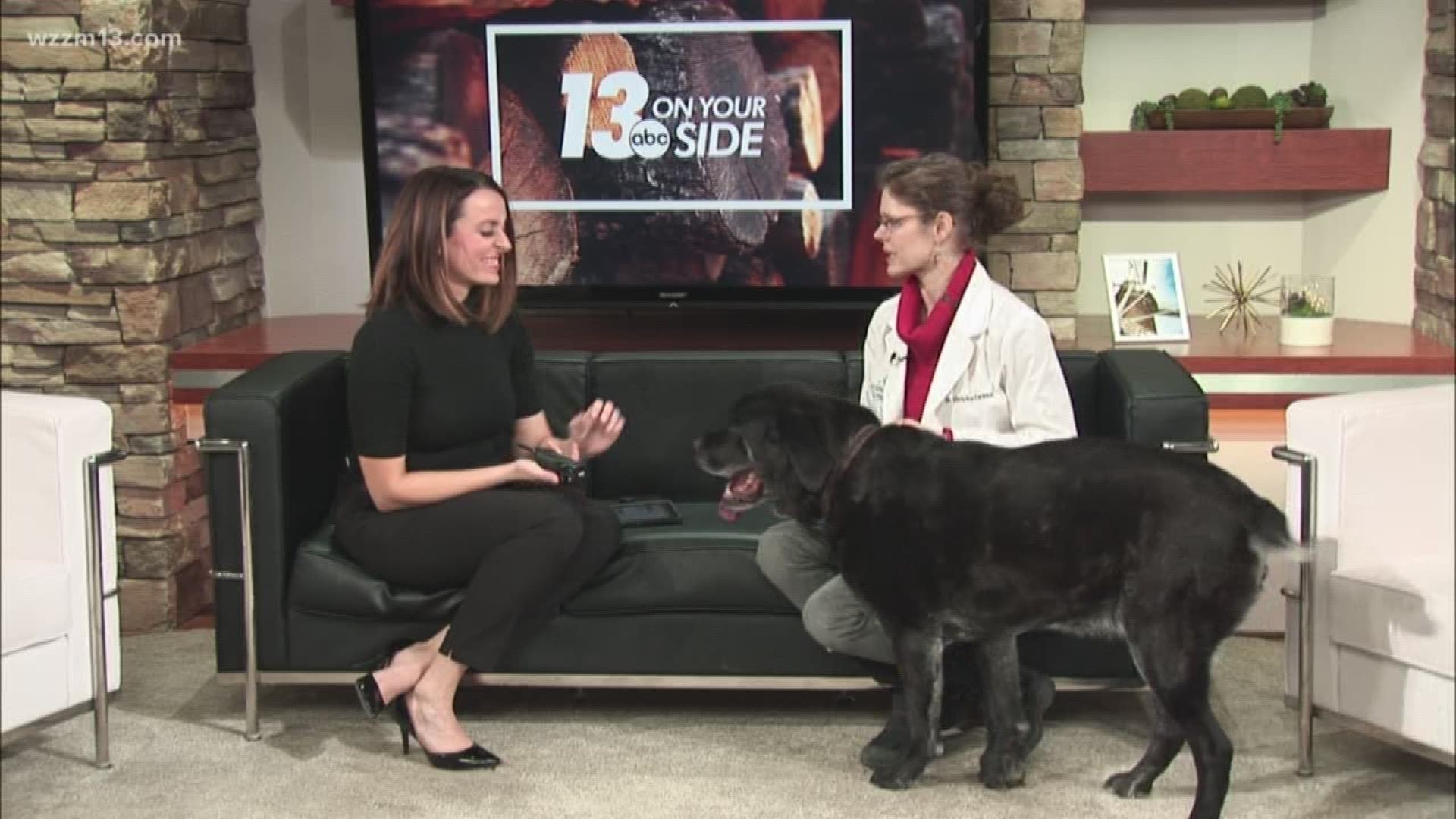 Dr. Christine Swanson from BluePearl talks to us about what we can do with our pets when the weather gets a bit chilly.
