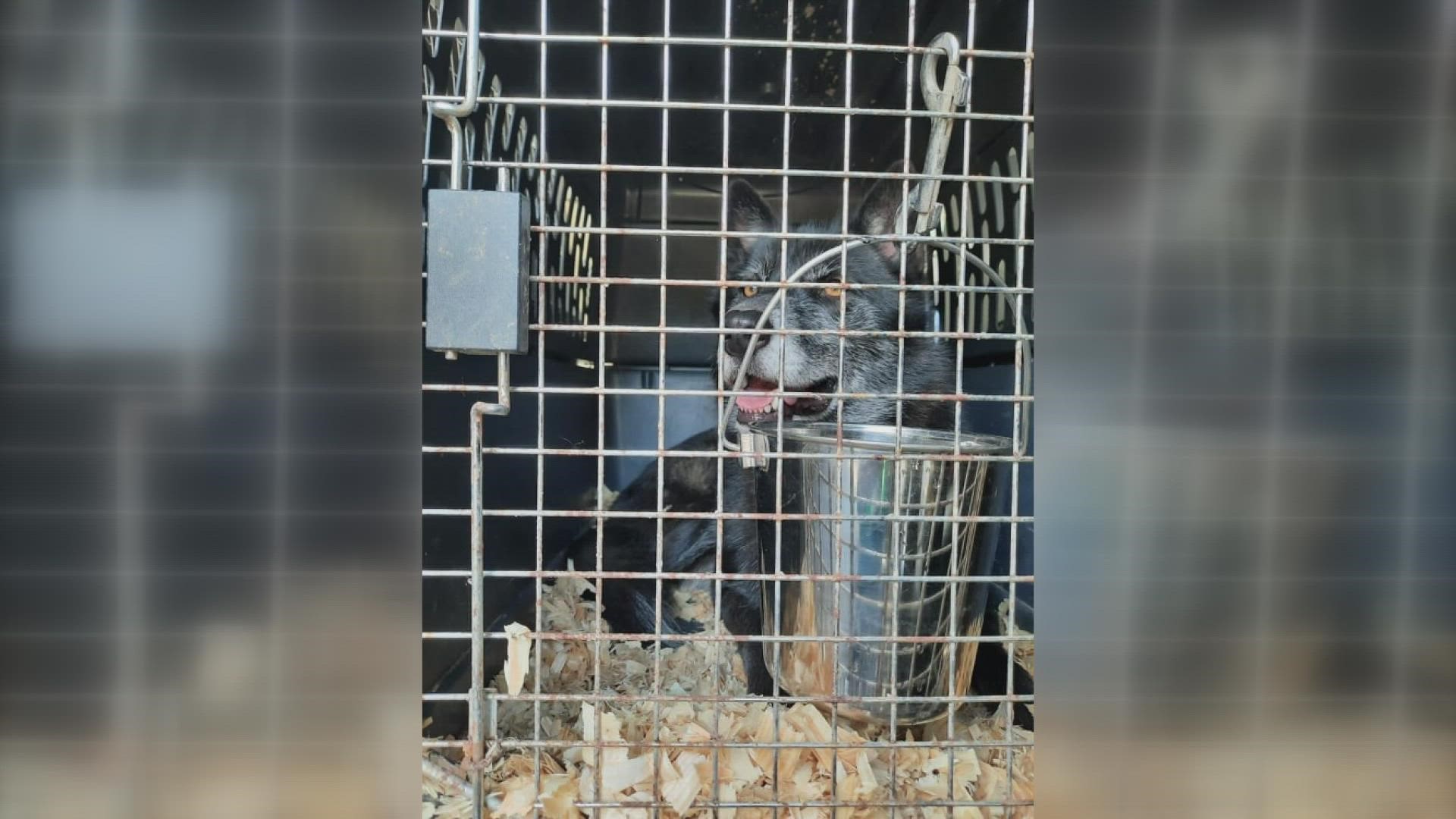 Four wolf dogs housed at an exotic animal sanctuary are being transferred to a facility in North Carolina after a Muskegon County circuit court ruling.