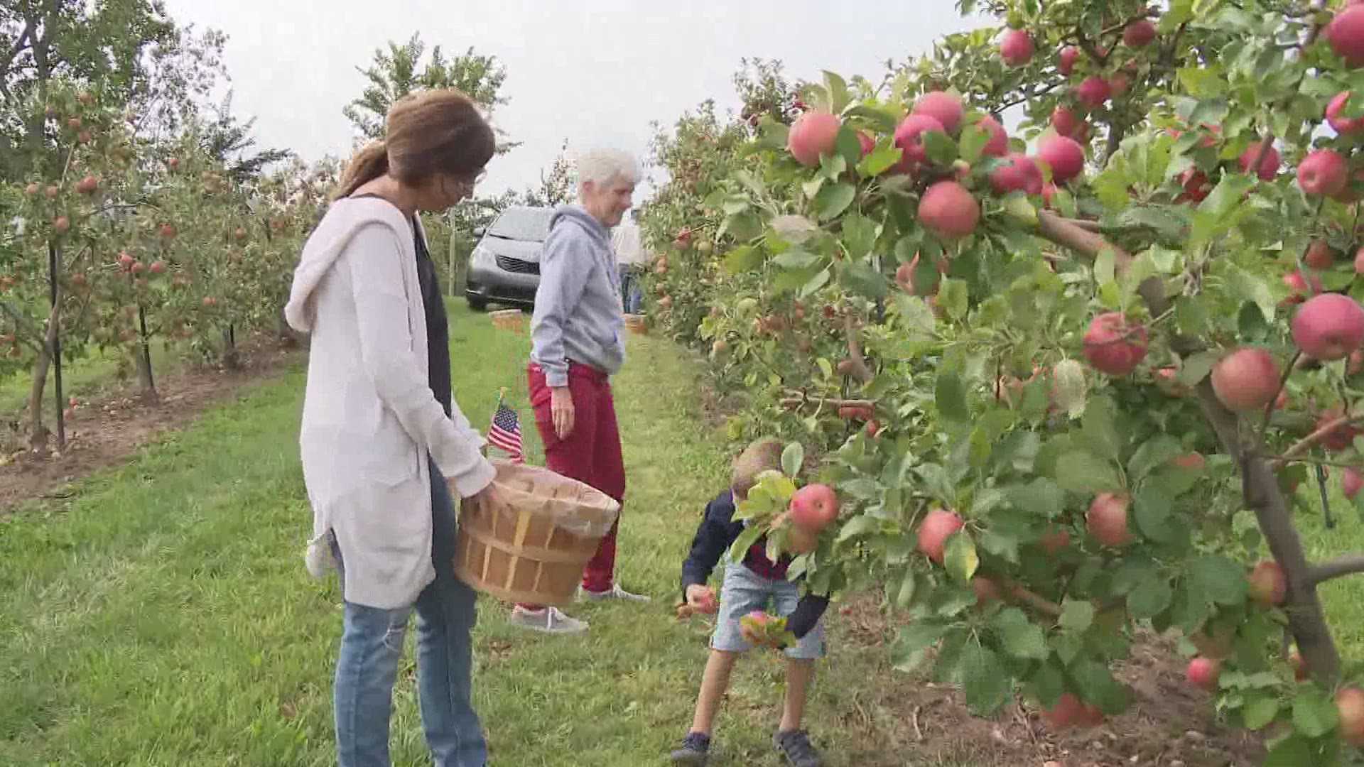 U-pick apple season is here. Here's how you can pick apples and practice safe health precautions amid a pandemic.