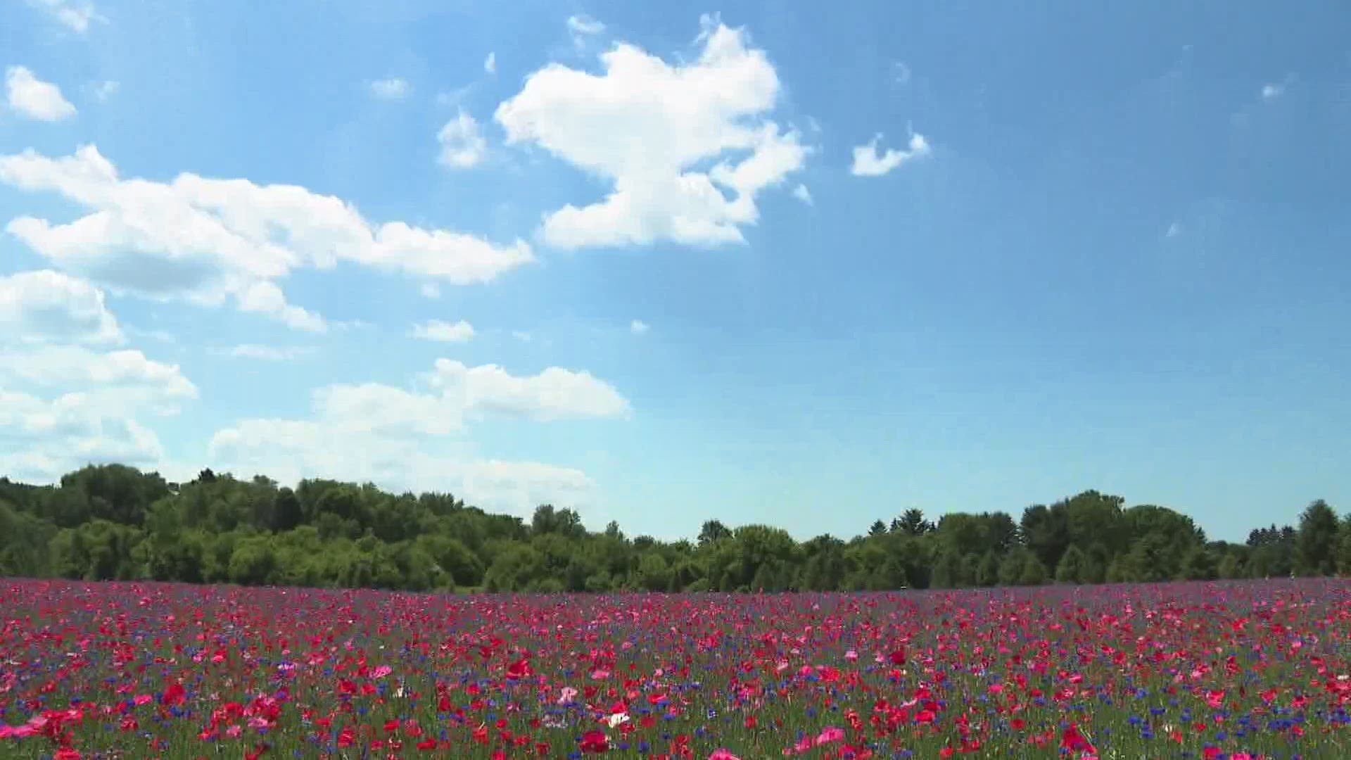 A beautiful field of flowers in Allegan County has become so popular-- it's now causing problems at a nearby cemetery.