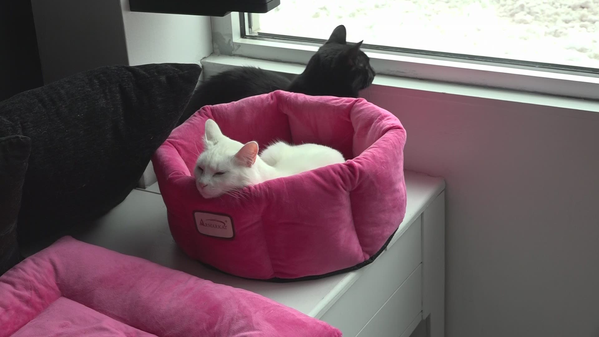 This new year called for a new normal for many businesses. Happy Cat Café answered that call.