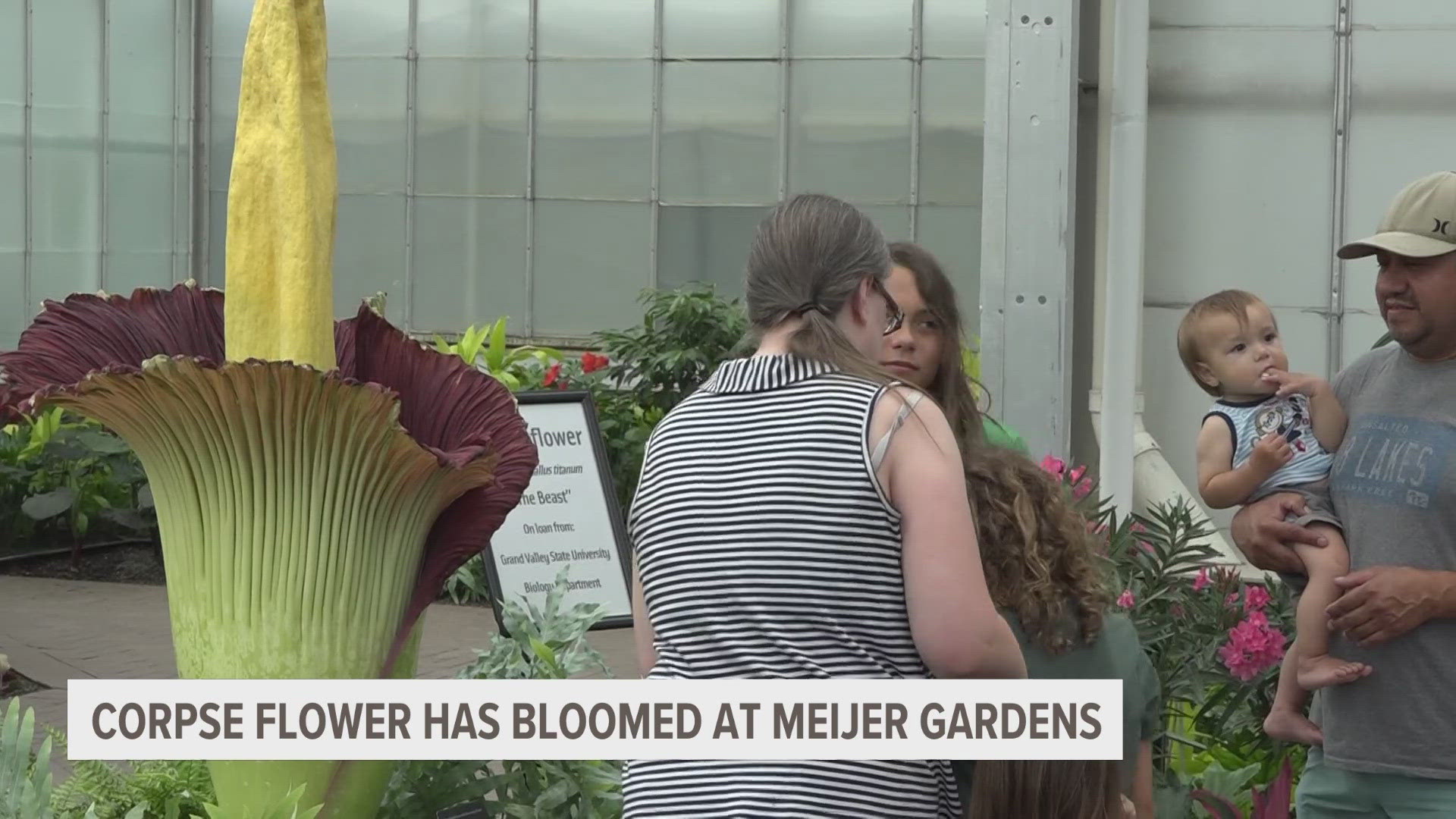 People are lining up to see the rare corpse flower in bloom at Meijer Gardens. If you'd like to see it, you'd better hurry.