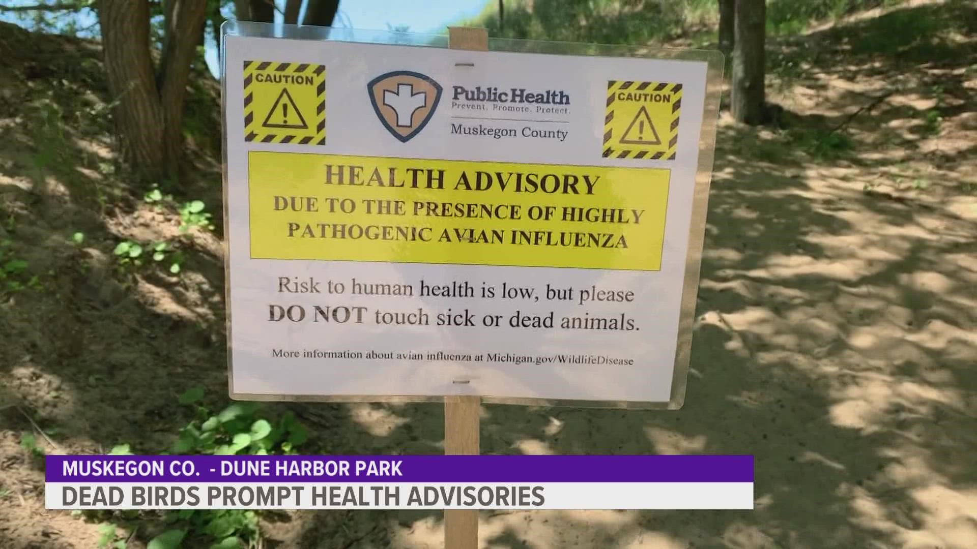With the rise of dead birds, where one has been confirmed of having Avian Influenza, Muskegon County tells visitors of the park not to touch the birds or swim there.