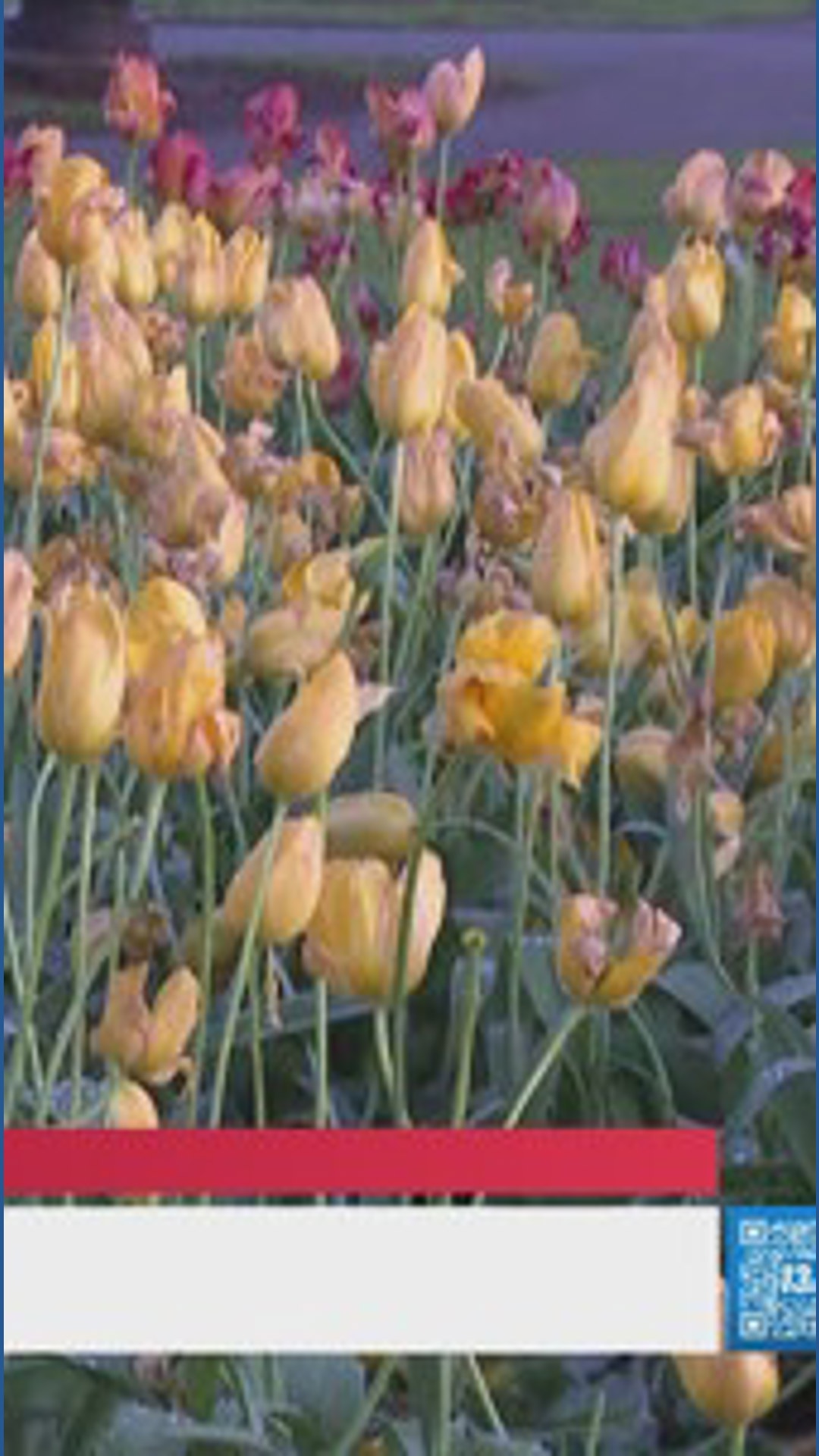 Final weekend for Tulip Time Festival | wzzm13.com