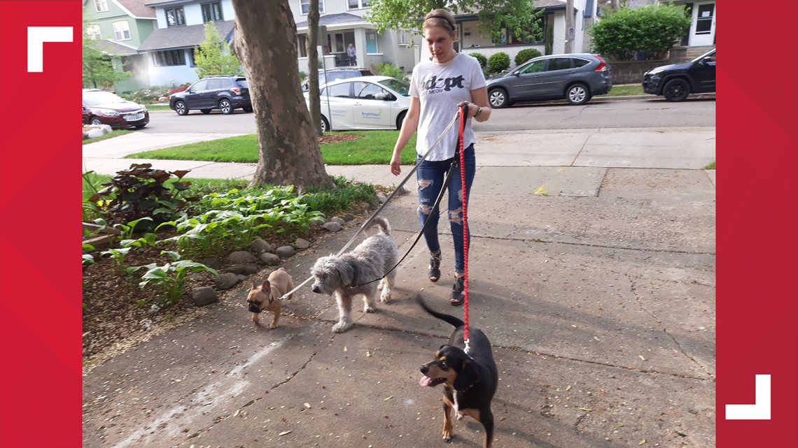 From misfits to "Mutts"keteers and their foster failure - Vimarsana News