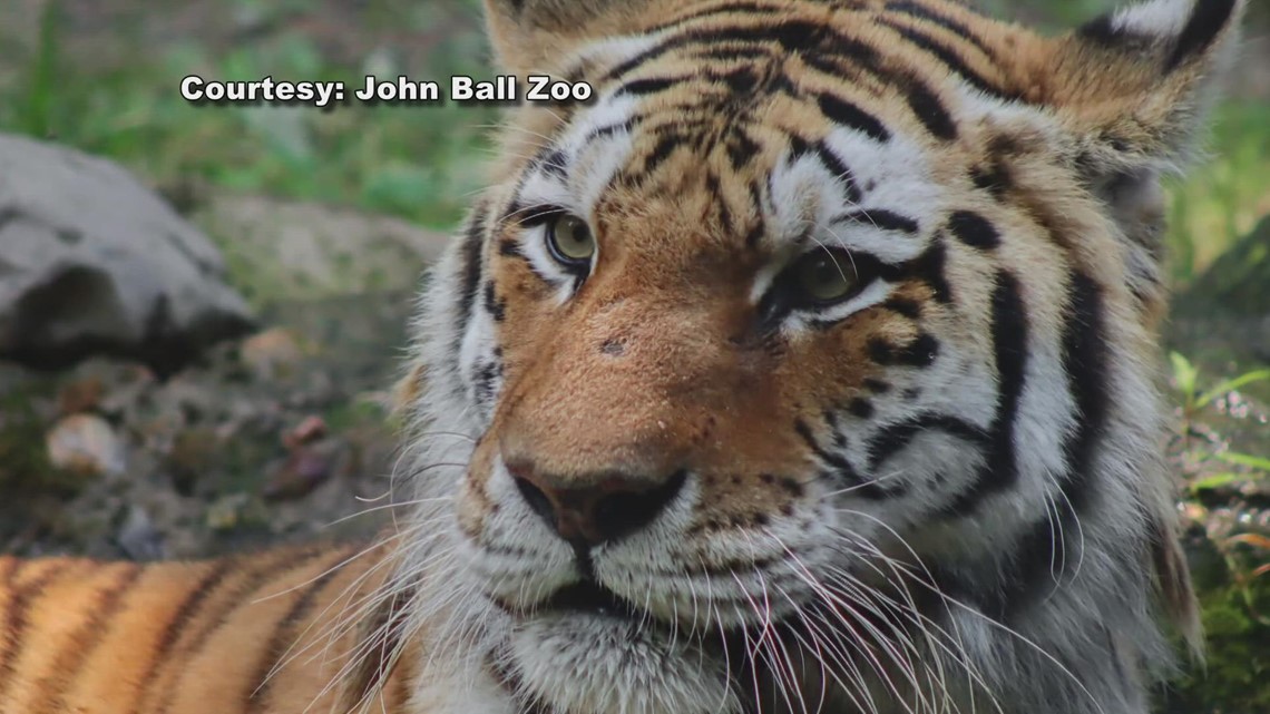 Tiger at NYC zoo tests positive for coronavirus