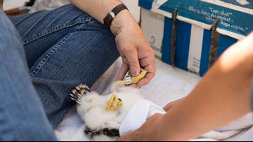 Two Peregrine Falcons Hatched In Downtown Grand Rapids