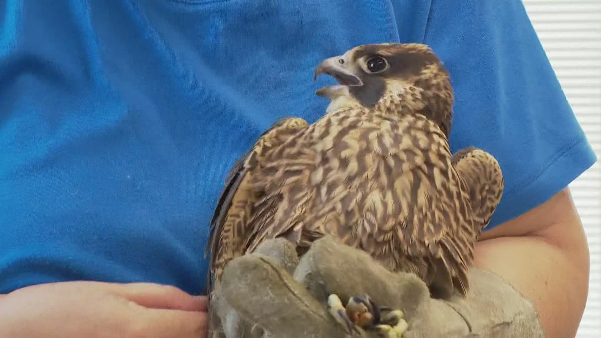 The bird box on top of GVSU has been housing peregrine falcons since 2017.