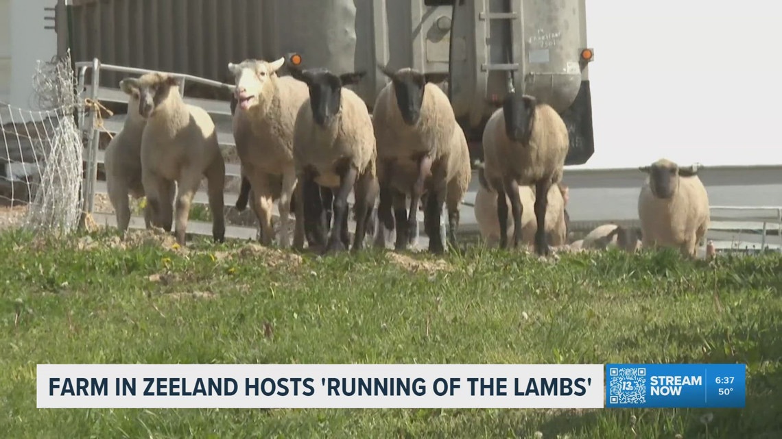 Ready to Run: Lambs have some fun in Zeeland | wzzm13.com