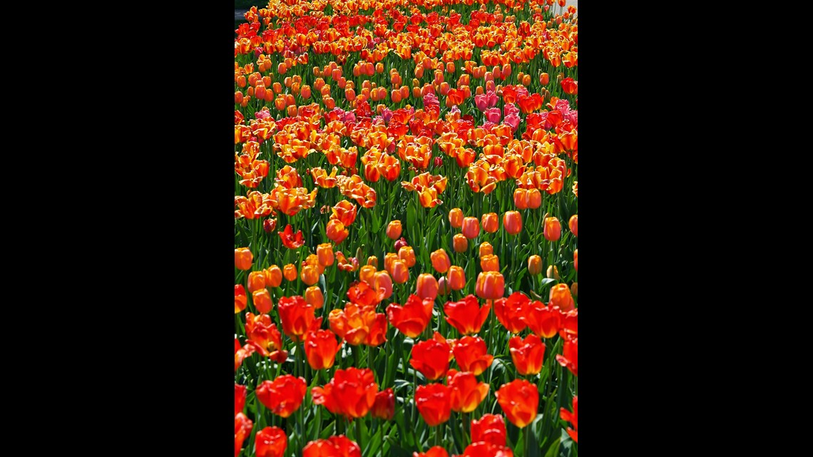 Watch the tulips in Holland bloom on live cam