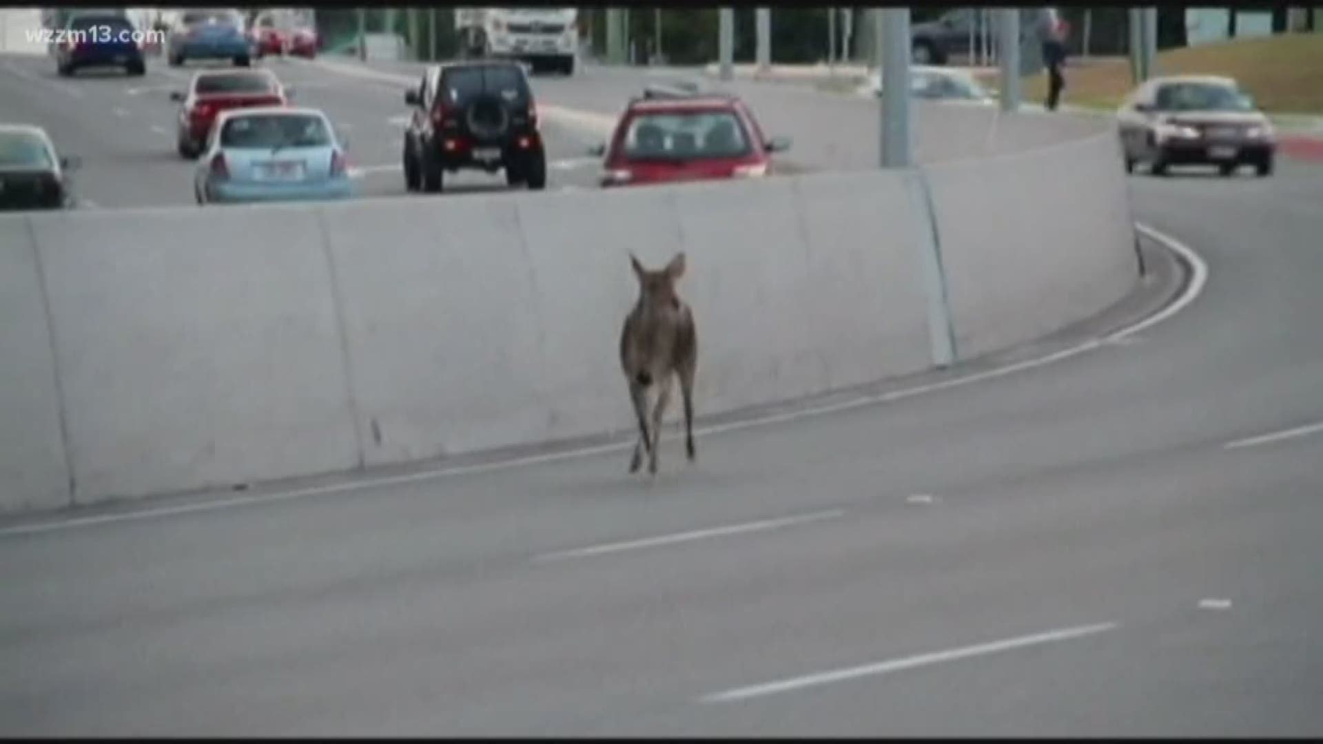Deer season begins, watch out drivers 2