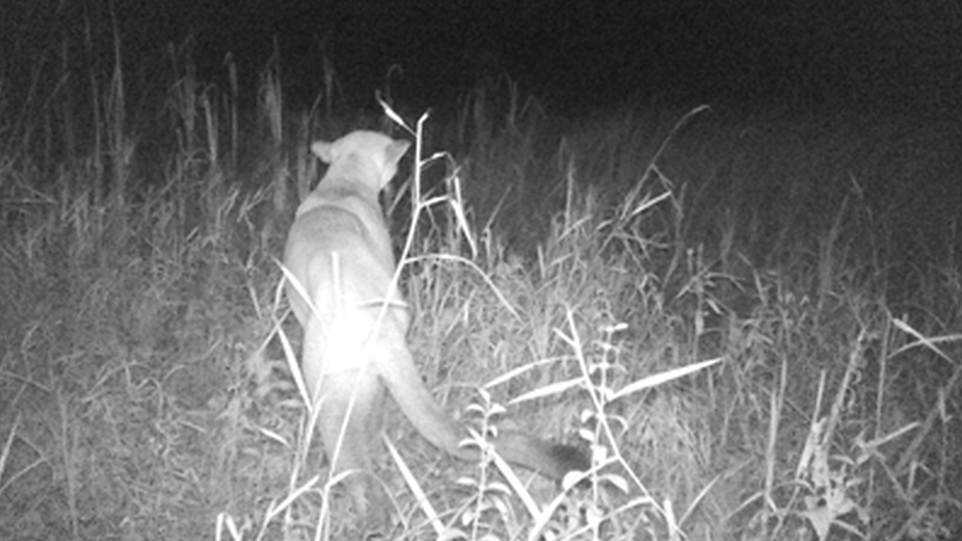 Michigan Dnr Reported More Cougar Sightings In 2020 Than Any Year Since 2008 