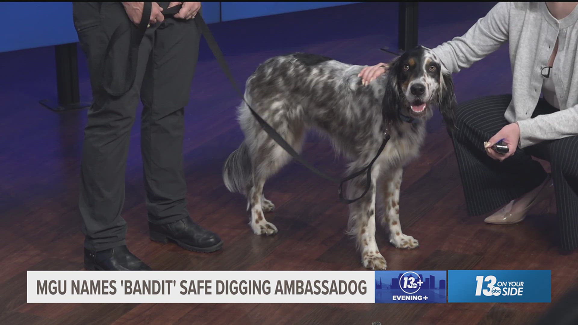 Bandit is the company's third "ambassadog," he helps them get word out to the public about safe digging.