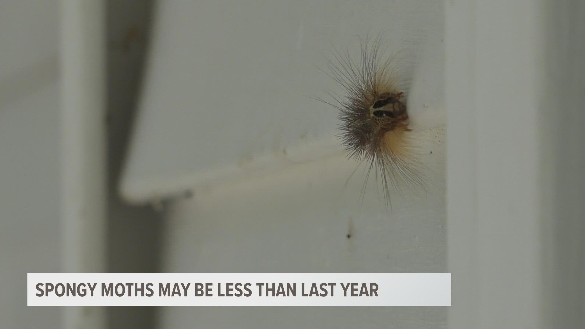 In 2021, we saw an outbreak of spongy moths, formerly called gypsy moths. Populations in 2022 declined in northern lower Michigan, the DNR says.