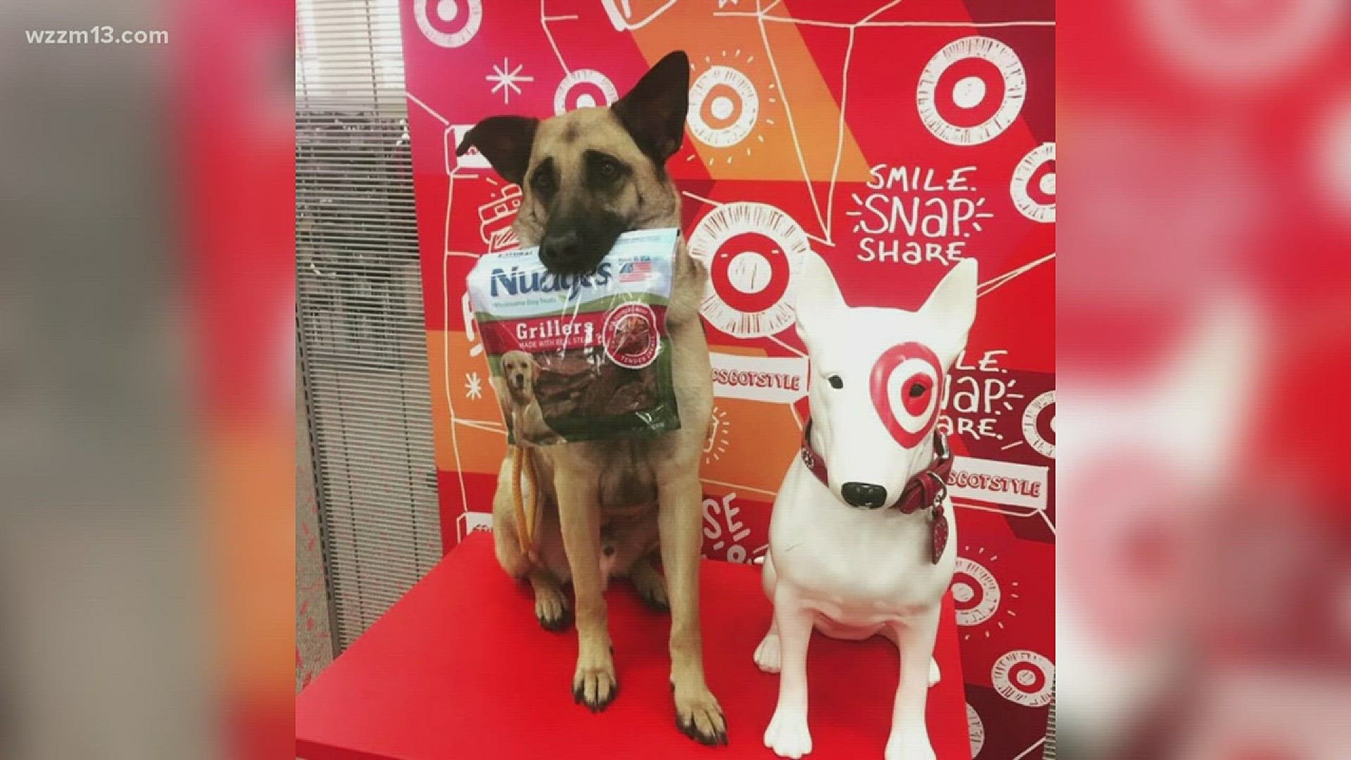 Can A Service Dog Go Into A Bar