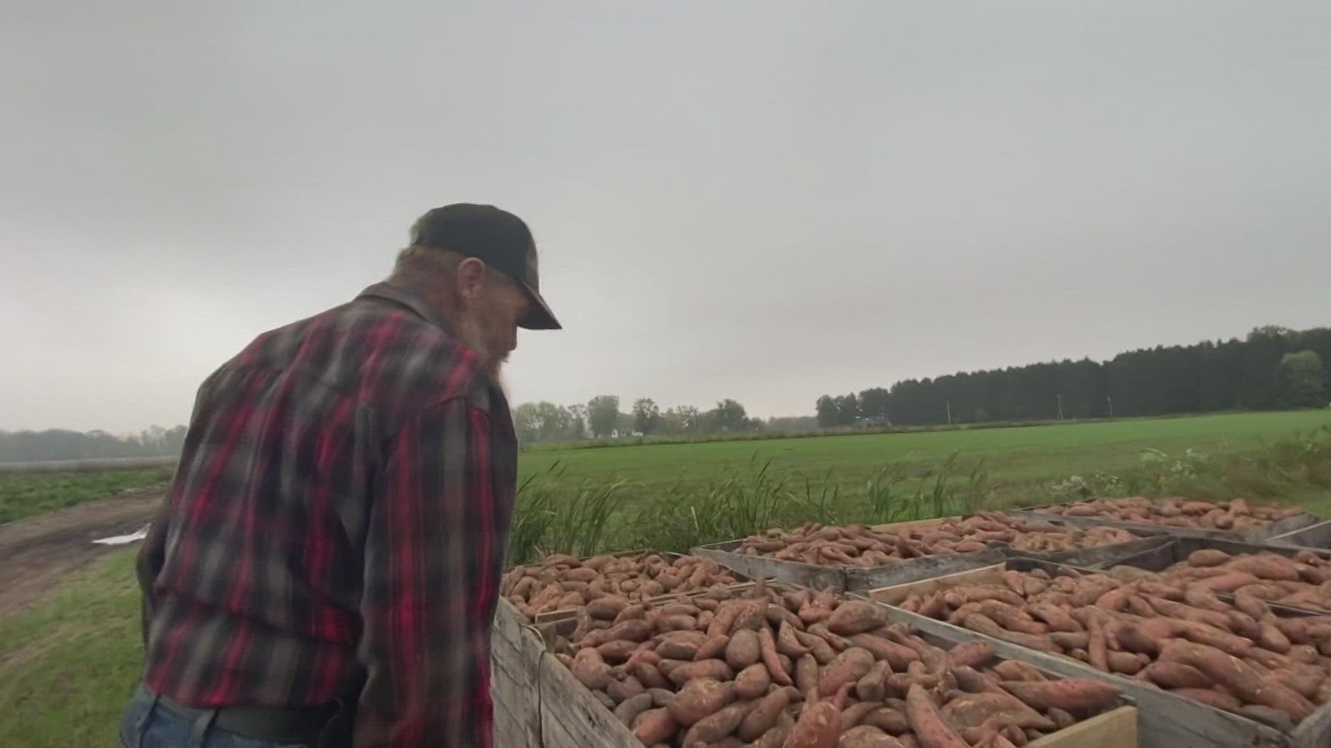 "It's the Lord's blessing is what it is," said farmer Phil Visser, "they're gorgeous."