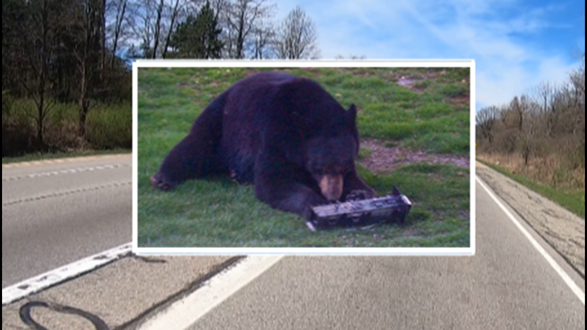 Reports of black bears seen in Southwest Michigan, DNR says