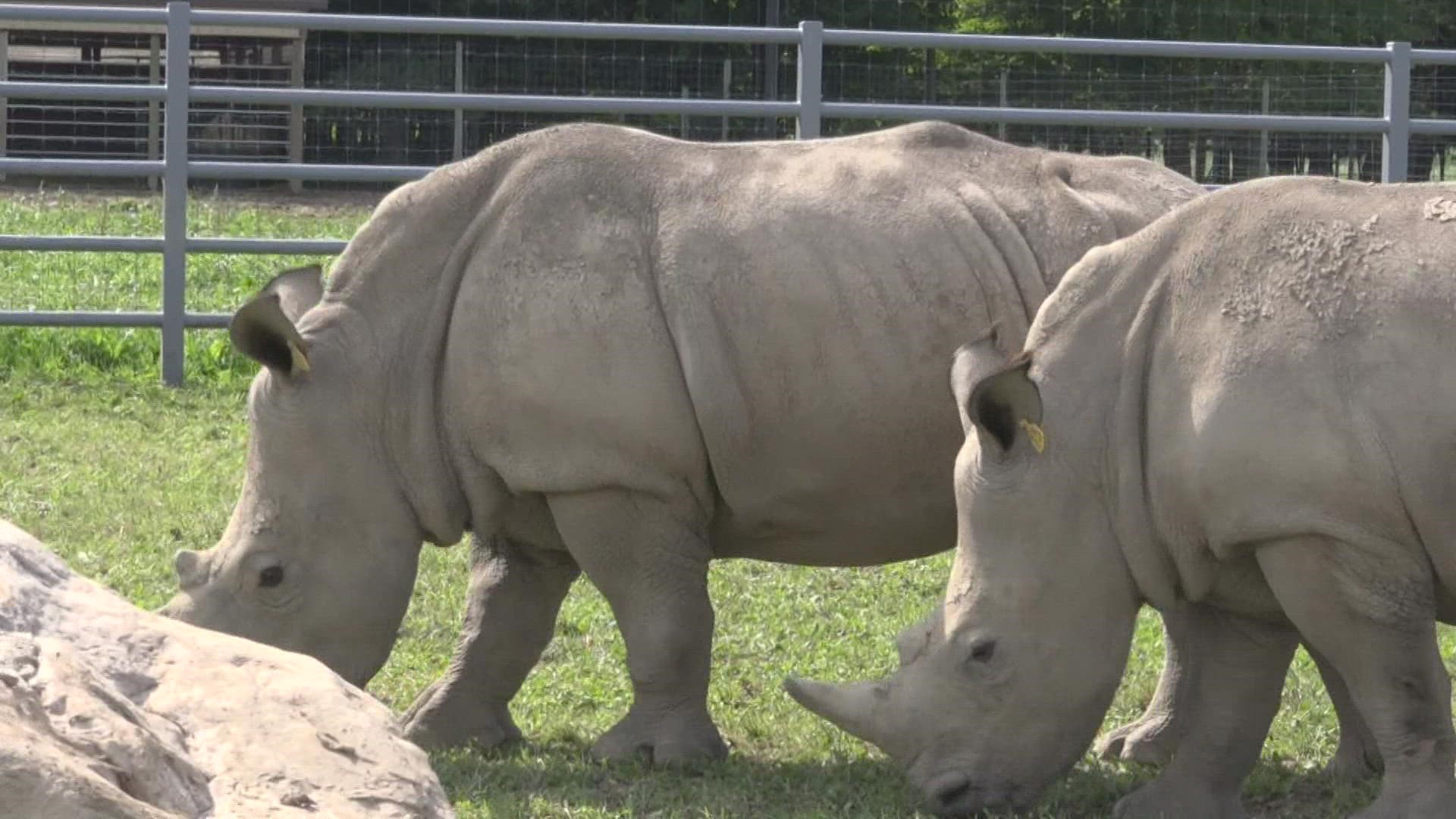 Southern White Rhinos are considered "near threatened" and two of them at Boulder Ridge Wild Animal Park were just imported from South Africa.