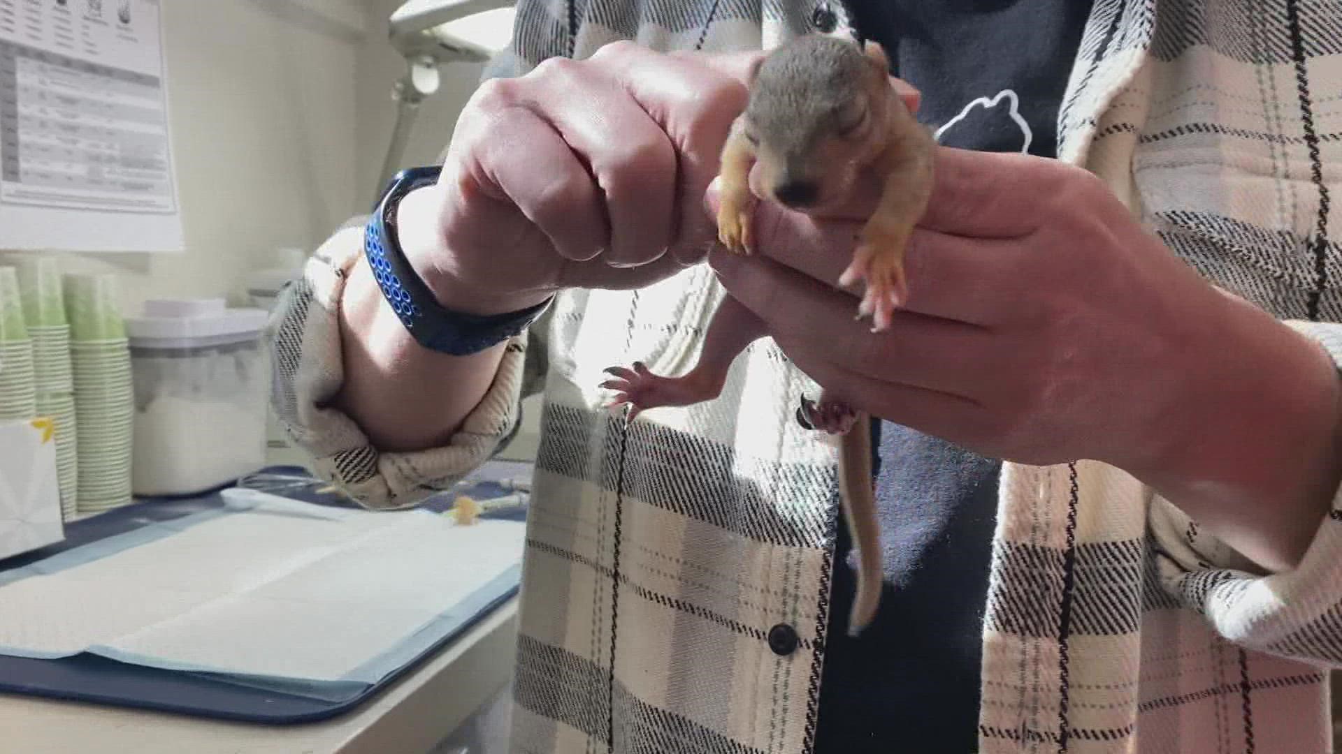 The squirrels come to the rehab when they're around four weeks old and have to be nursed with a syringe three times a day.