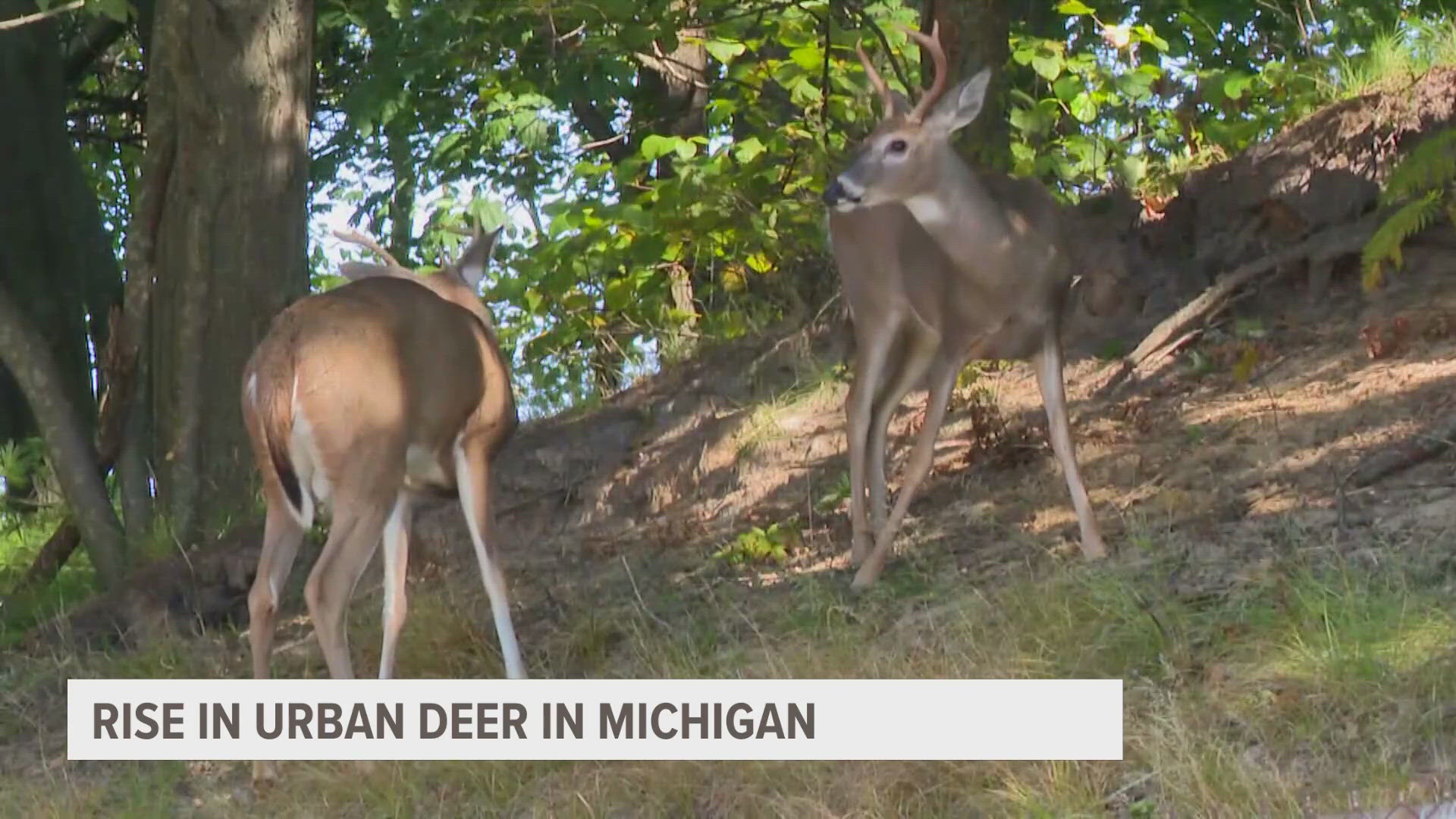 According to the department of natural resources, there’s been an increase of urban deer across the state causing more deer related crashes on the roads.