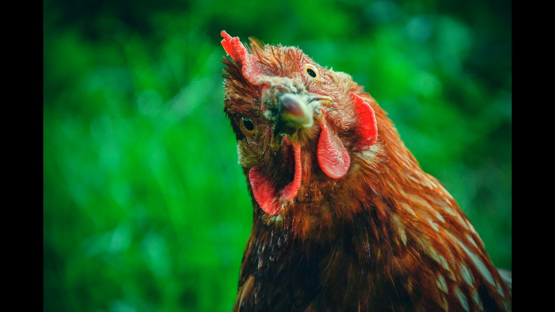 Verify Are chickens the best natural tick control?