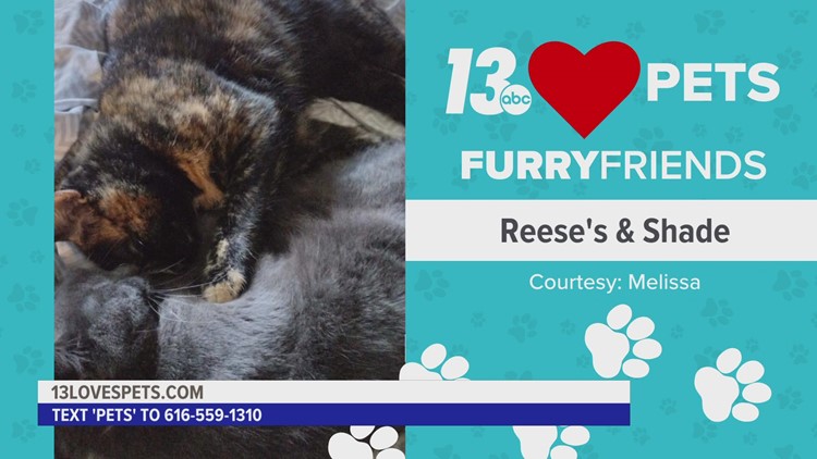 Furry Friends:  September 29, 2022 | Reese's & Shade