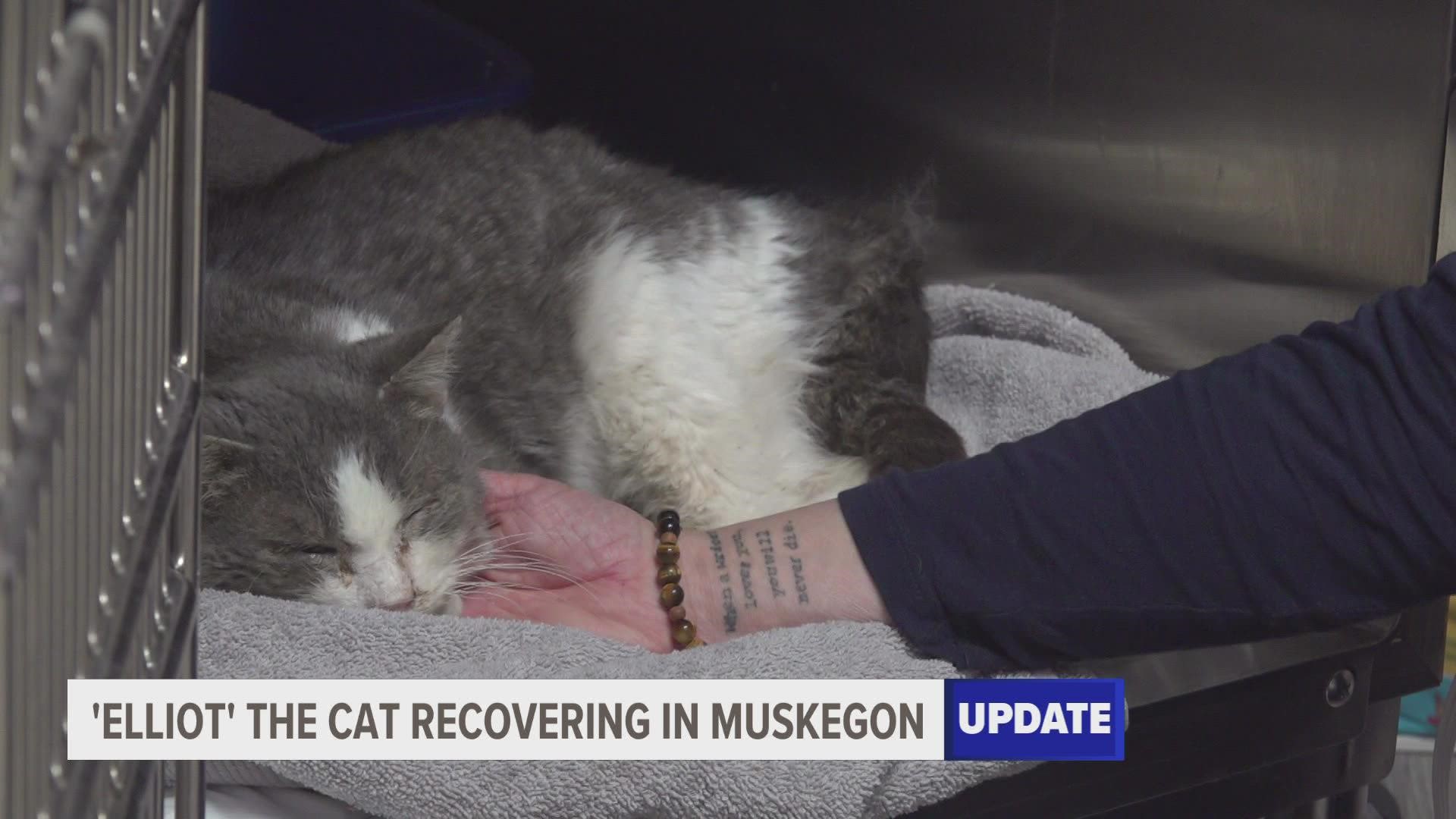 The cat found frozen to the ground in Muskegon is continuing to recover and regain his strength.