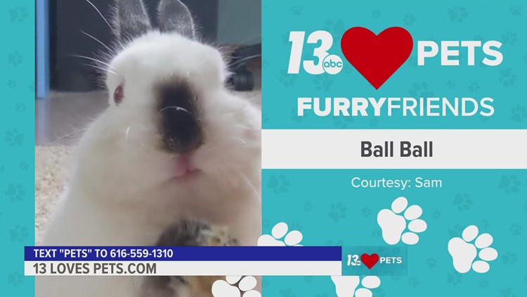 Furry Friends:  January 31, 2023 | Ball Ball, Finn, and Tiny