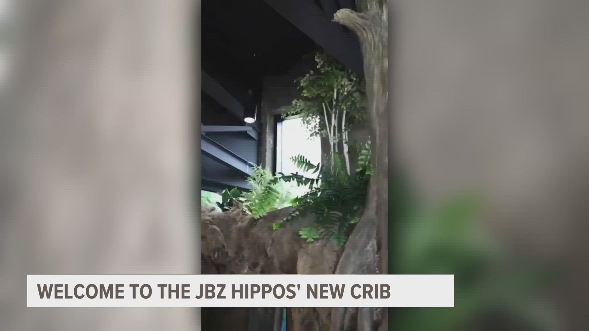 The zoo posted a video on social media, giving people a sneak peek at the hippos' new crib and where the magic happens.