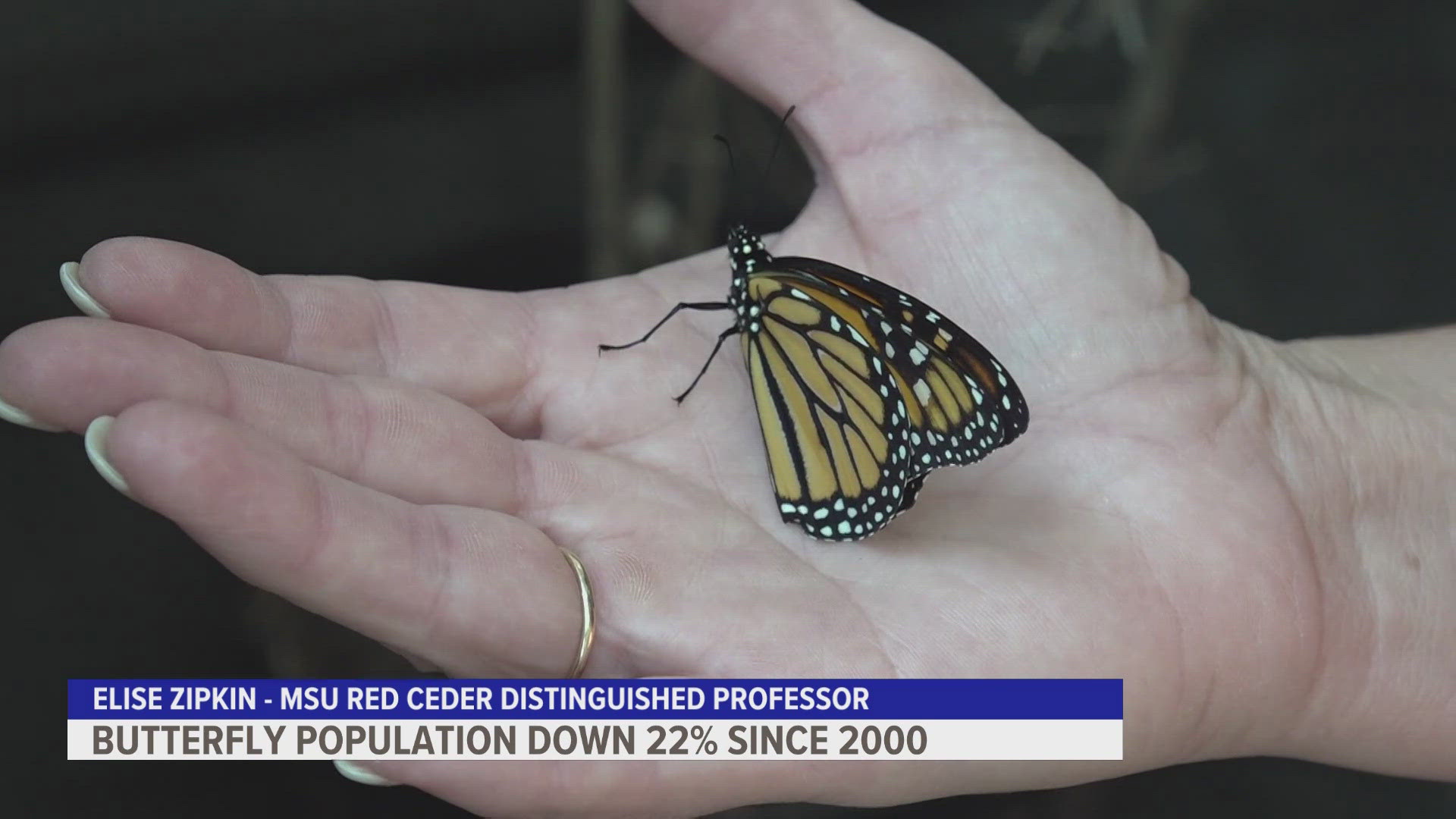 A Michigan State University Professor and her colleagues found a 22% decrease in the number of butterflies between 2000 and 2020.