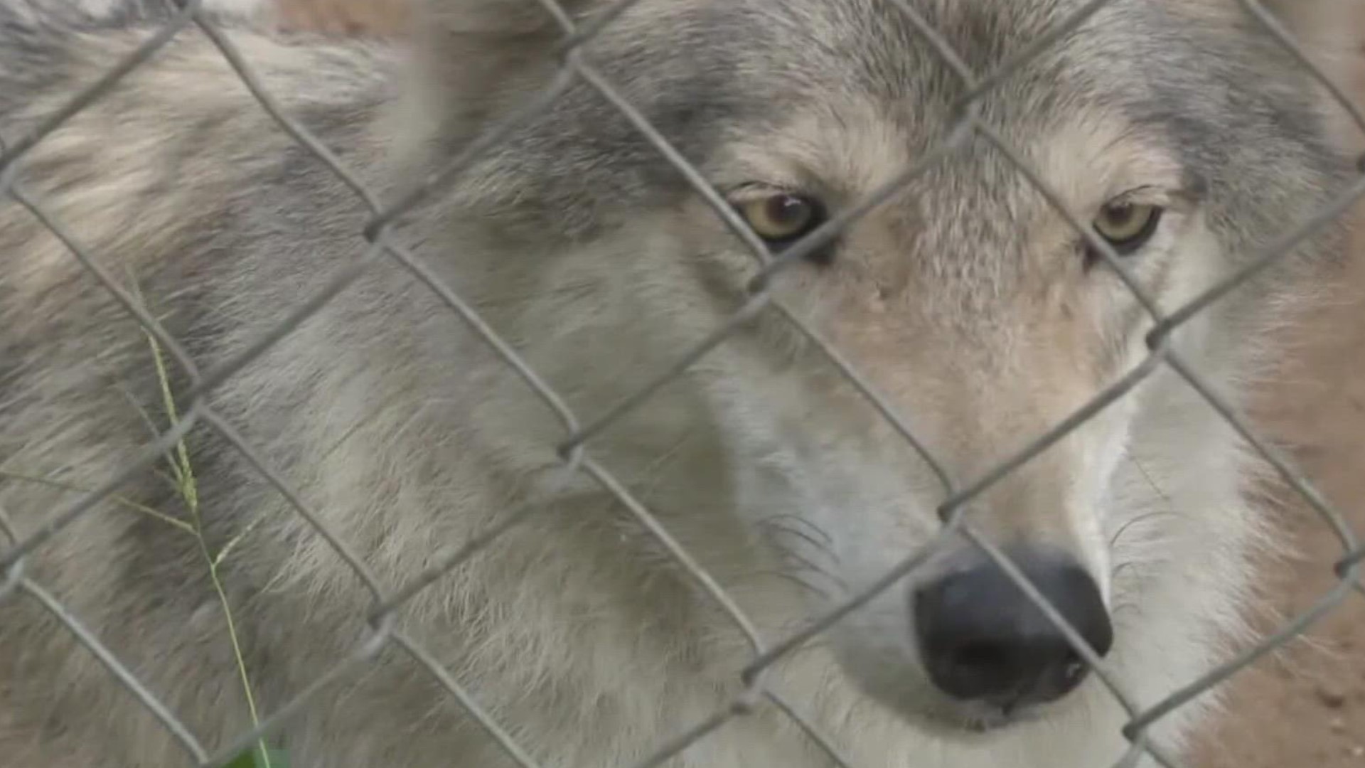 In Muskegon County, a civil case in circuit court could determine what happens to dozens of wolf dogs currently housed at an exotic animal sanctuary.