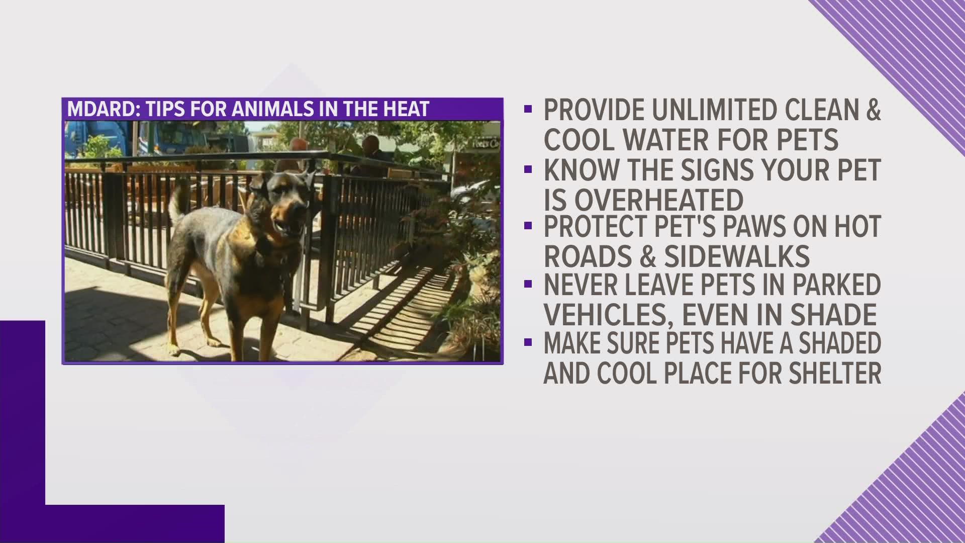 Humans aren't the only ones who need to keep cool in the heat. Make sure you don't forget about your furry friends, and there are plenty of ways to protect them.