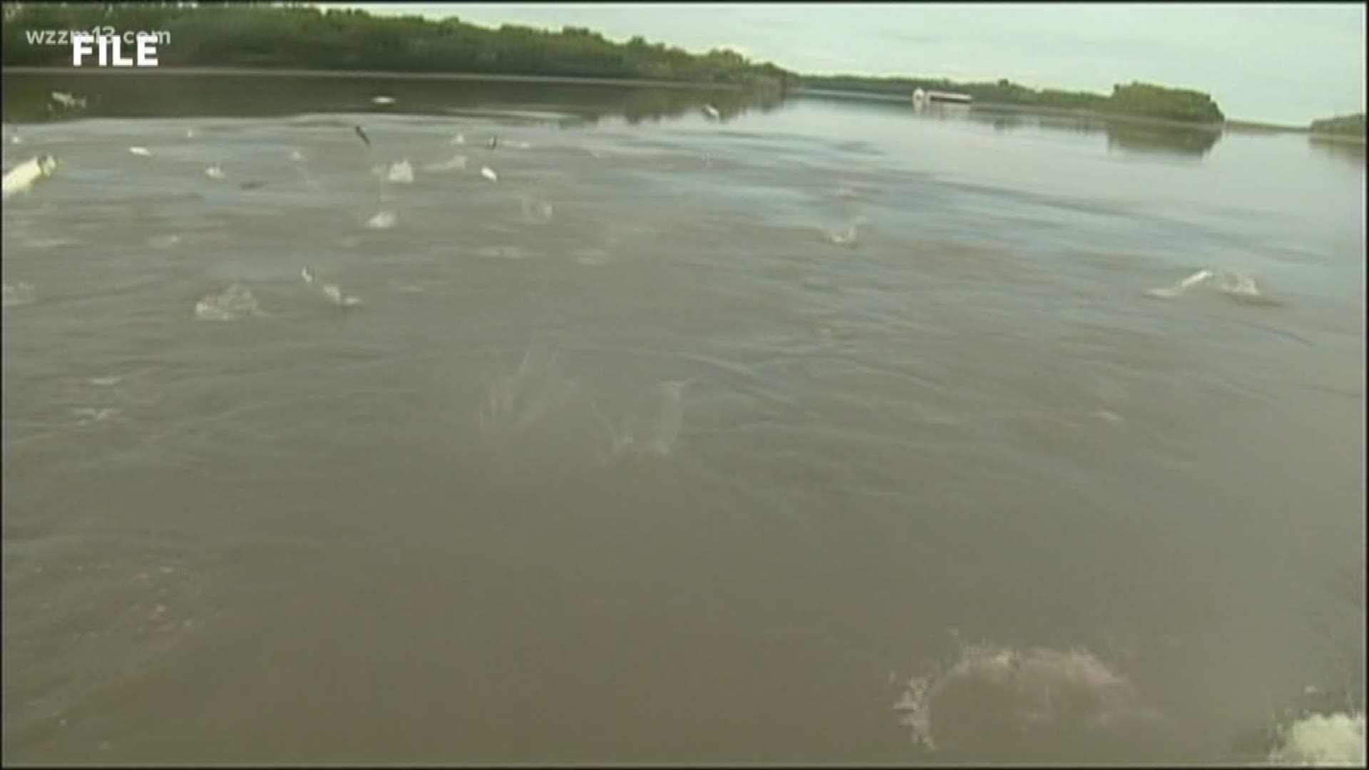 Illinois governor approves Asian carp plan
