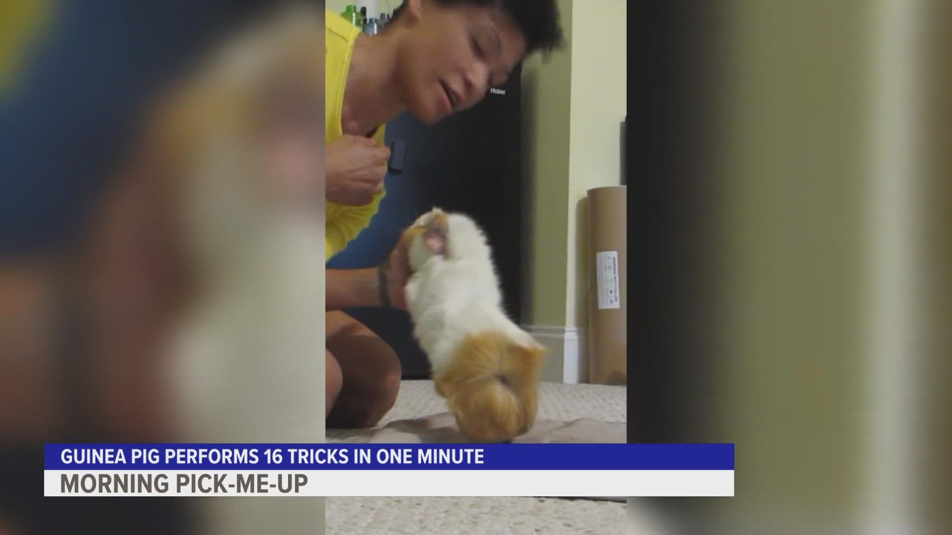 Coco the guinea pig knows up to 70 tricks, her owner says.
