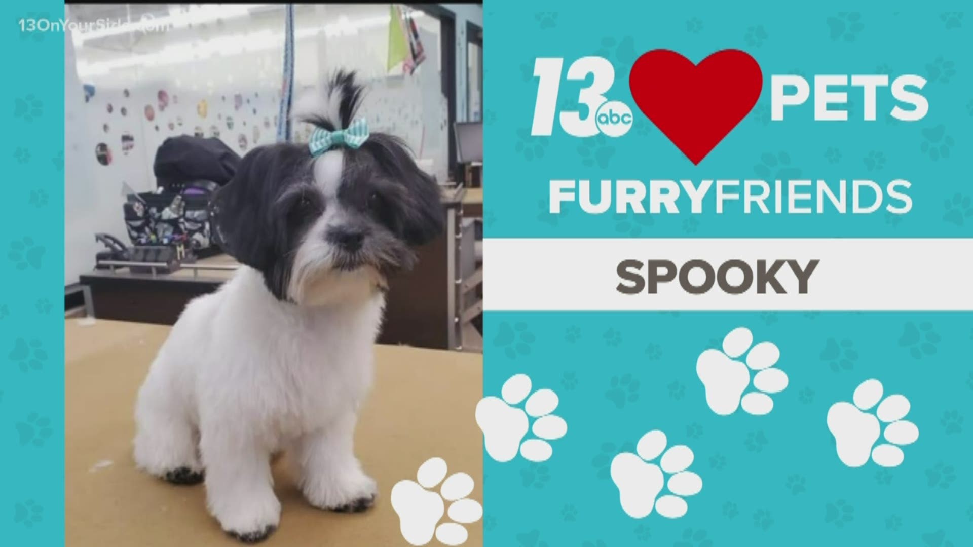 Meet today's Furry Friend of the Day: Spooky!