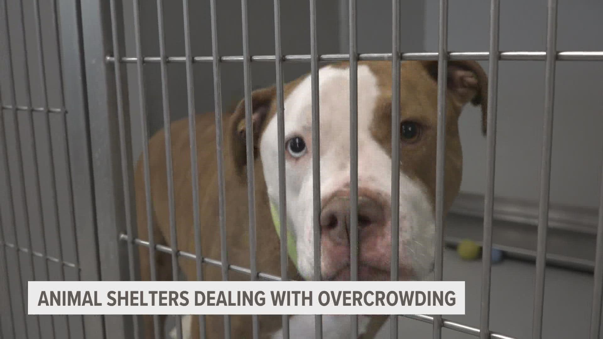 Animal shelters deal with overcrowding as pet intake increases 