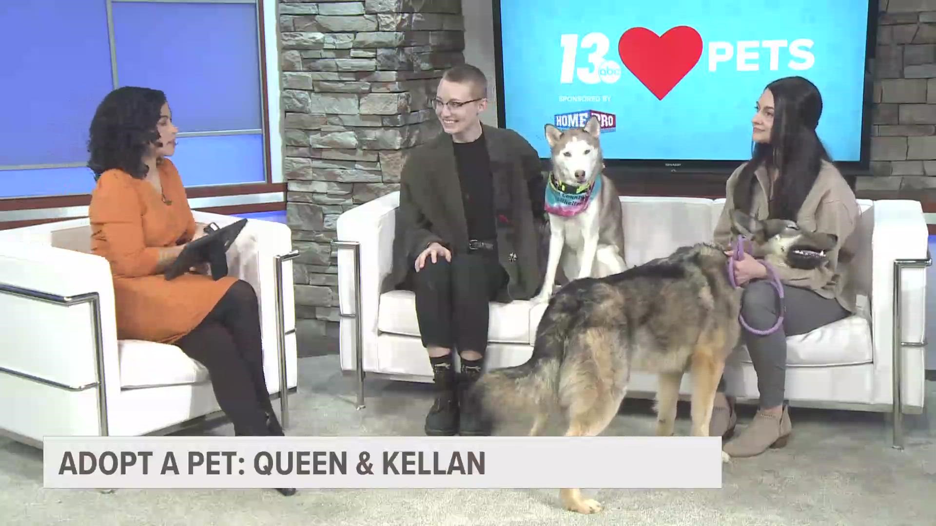 Queen and Kellan are huskies looking for their forever homes out of Wishbone Pet Rescue.