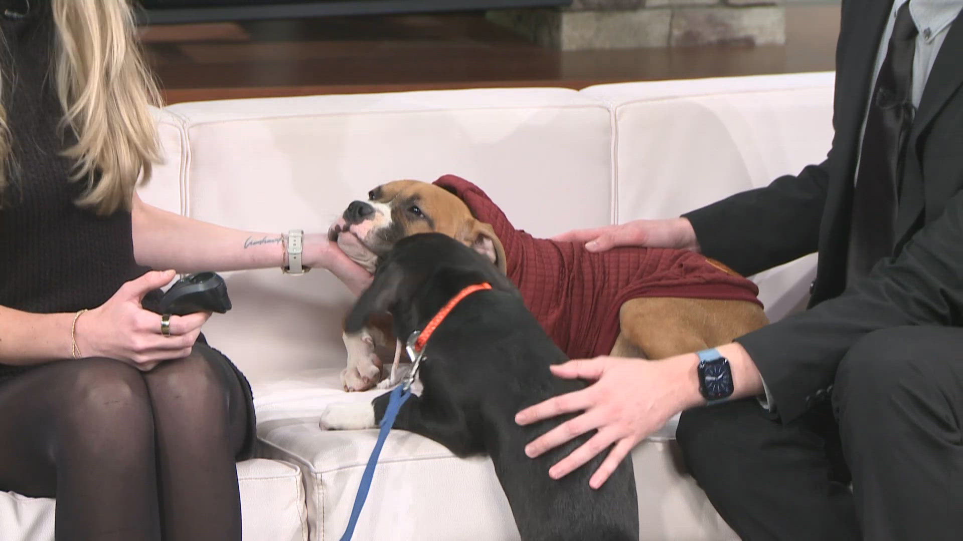 Empty The Rescues Empty the Shelters adoption event hoping to help with overcrowding at ...
