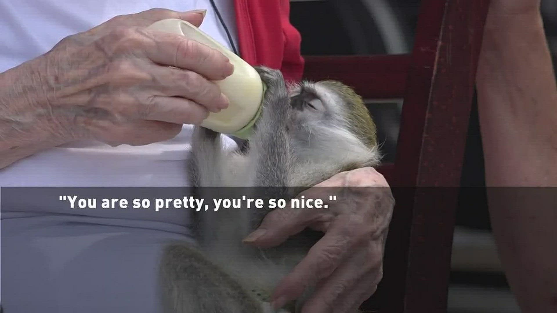 Dying woman meets a monkey