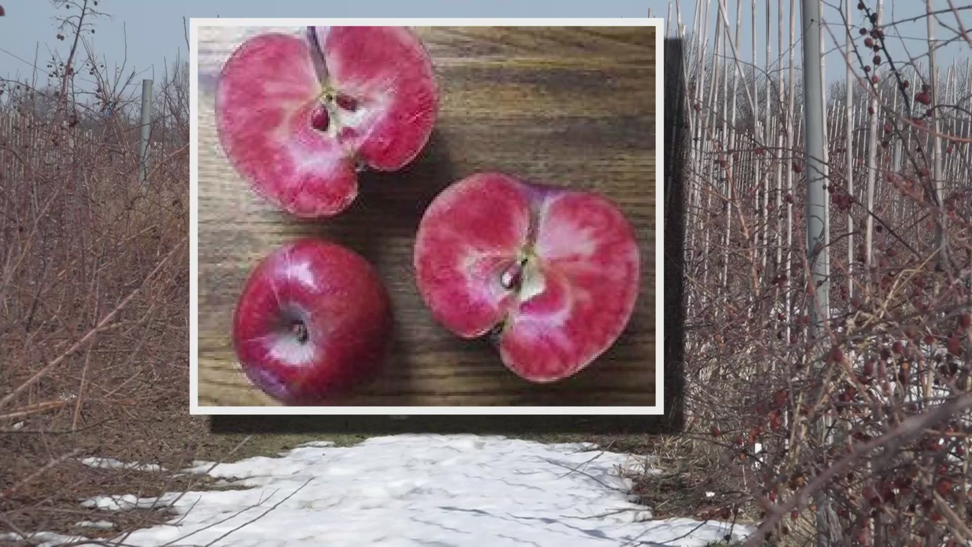 MSU professor Steven Van Nocker has been breeding apple trees for 20 years. He's now creating a valuable taste for apple growers.