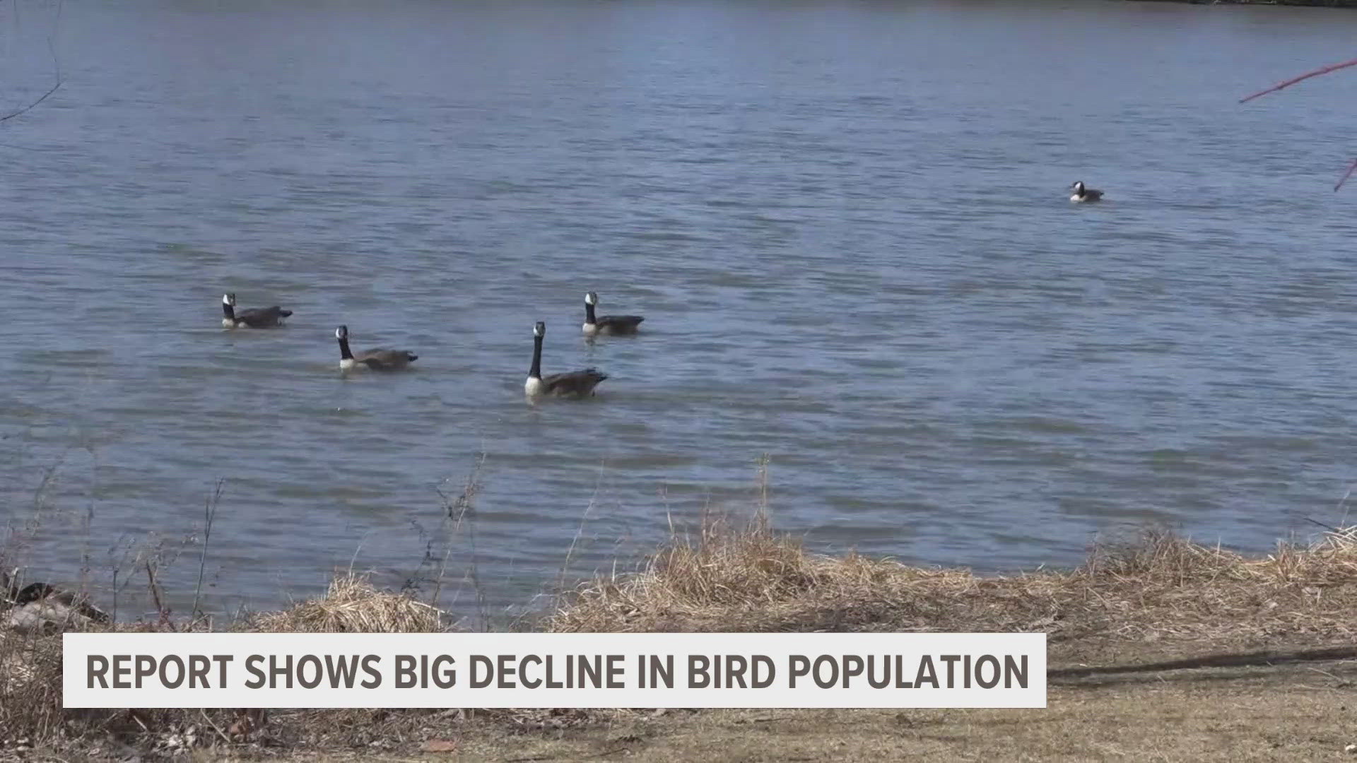 The 2025 "State of the Birds" report was released on Thursday, and it shows a dramatic decline in bird populations across the U.S.