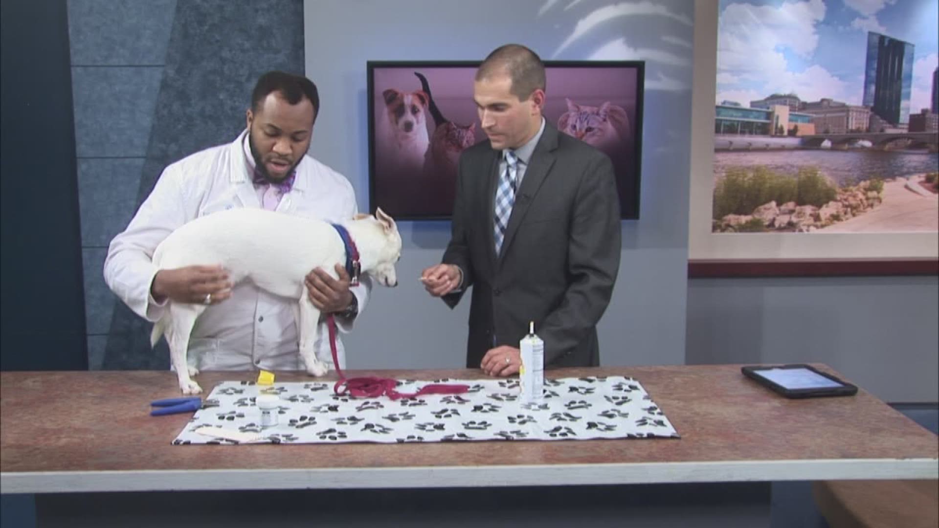 Pet Peeves How proper grooming can save you a trip to the vet