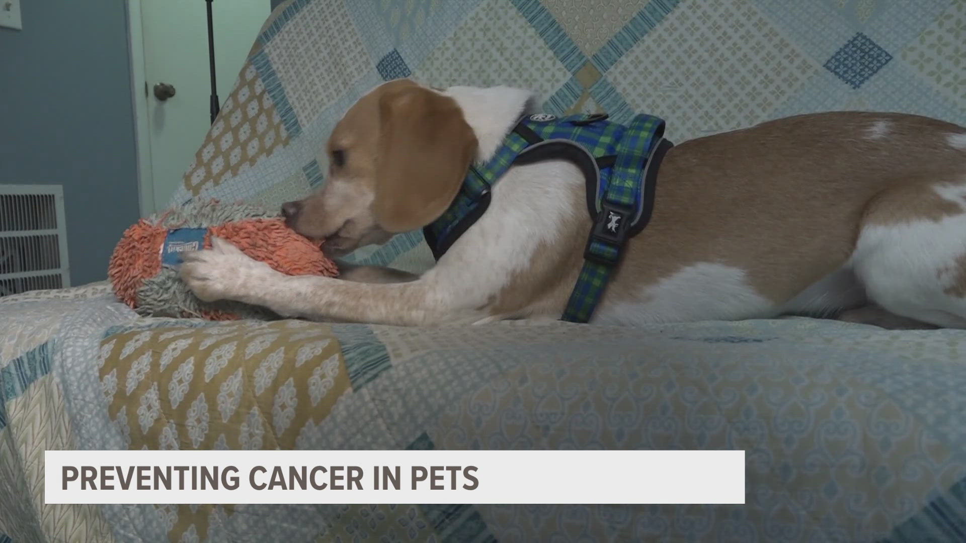 Spaying or neutering your pets can help prevent cancer | wzzm13.com