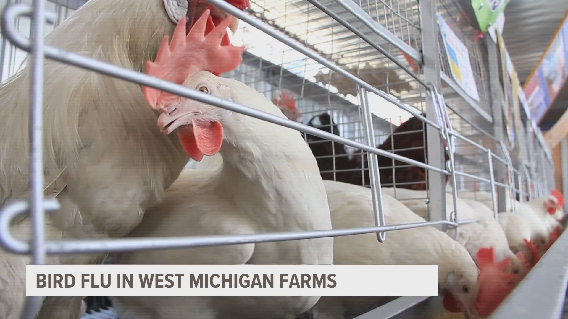 The Michigan Department of Agriculture and Rural Development shares steps to protect farmer's flocks.