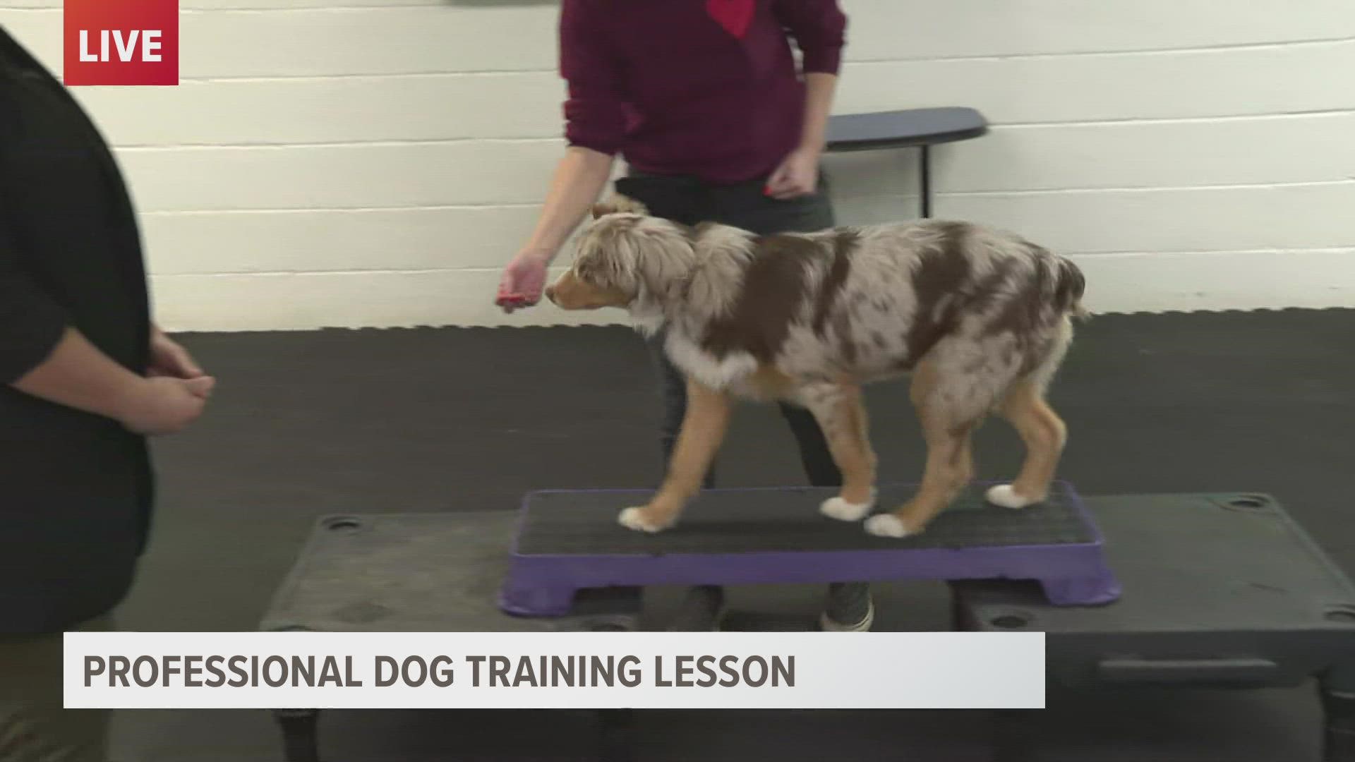 Training is an essential part of owning a dog that can start at any age.