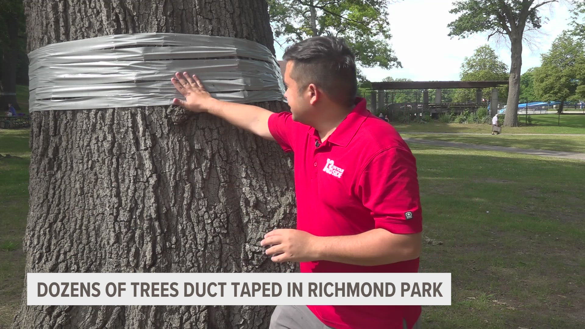 A pocket of Spongy Moths have been found in Richmond Park, and the unusual technique will hopefully save trees as a result.